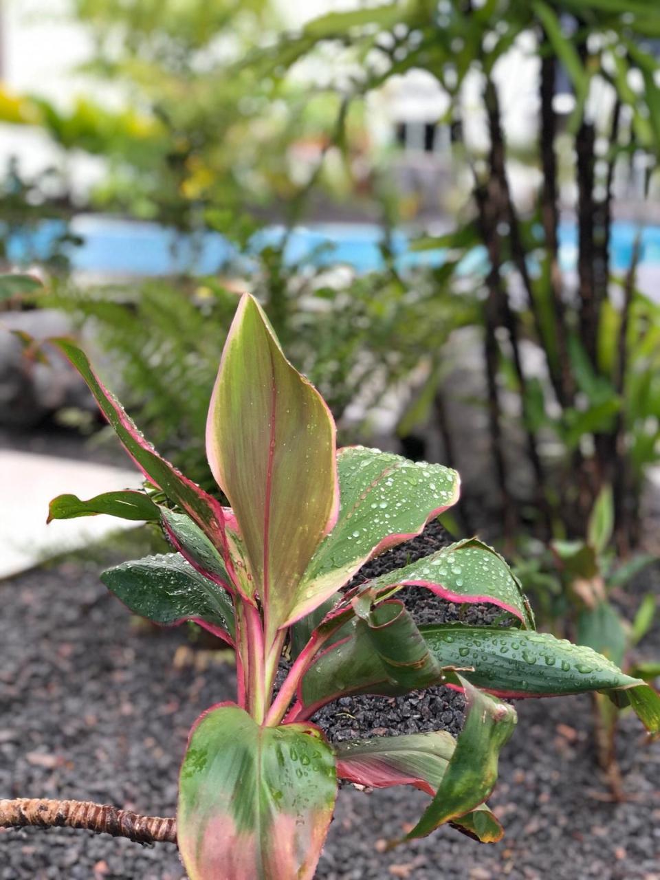 Tucan Resort & Spa Paramaribo Luaran gambar
